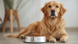 Dog Food Skin Allergies Support for Healthy Coat