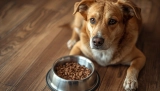 Best Dog Food for All Breeds and Sizes